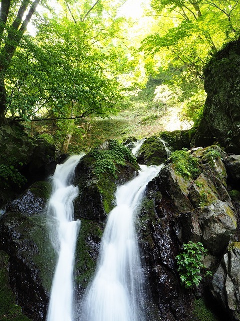 2019/5/27 【若狭】癒やしの湯ノ花谷溯行、山毛欅に酔う左岸尾根_e0403837_22160896.jpg