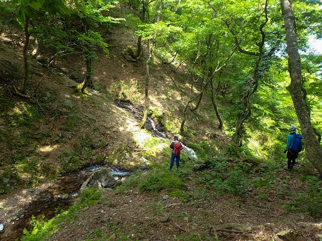 2019/5/27 【若狭】癒やしの湯ノ花谷溯行、山毛欅に酔う左岸尾根_e0403837_22165297.jpg