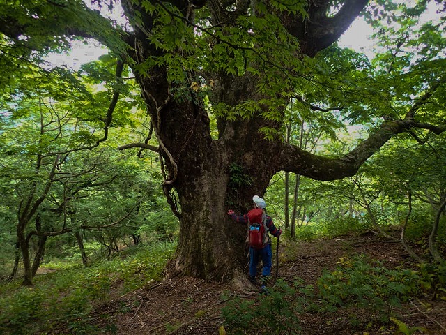 2019/5/27 【若狭】癒やしの湯ノ花谷溯行、山毛欅に酔う左岸尾根_e0403837_22185982.jpg
