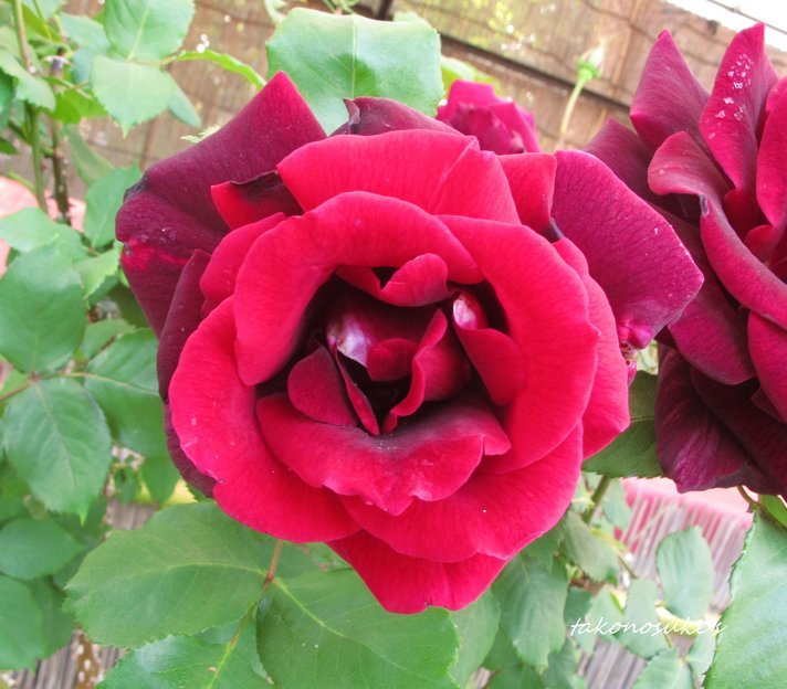 e0126350_16314612.jpg
