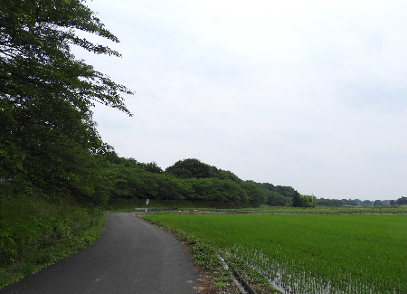 見沼ポタで桑の実狩り_e0172950_19471546.jpg