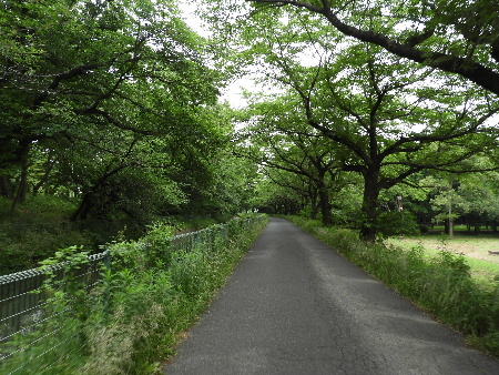 見沼ポタで桑の実狩り_e0172950_1952345.jpg