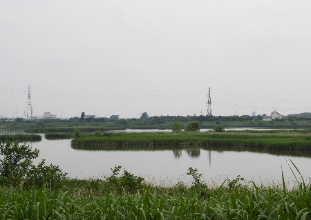 見沼ポタで桑の実狩り_e0172950_19524498.jpg