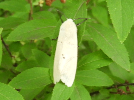 見沼ポタで桑の実狩り_e0172950_1954455.jpg