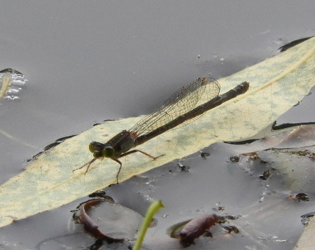 見沼ポタで桑の実狩り_e0172950_1954477.jpg