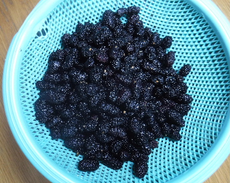 見沼ポタで桑の実狩り_e0172950_19545992.jpg