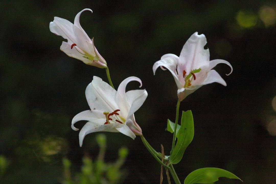 e0403850_12470347.jpg