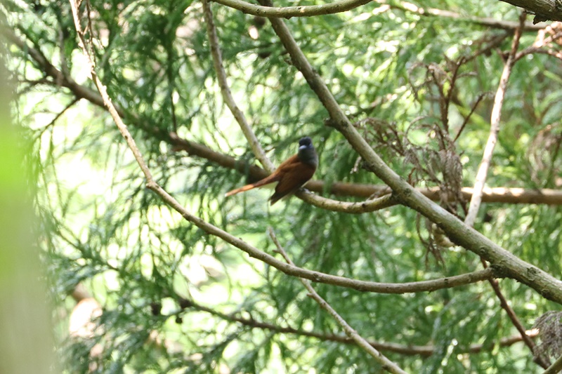 サンコウチョウのオスとメス♪_a0167759_10445961.jpg