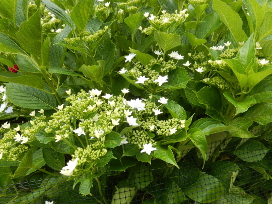 ’19,6,3(月)ご近所の紫陽花巡り散歩!_f0060461_11025353.jpg