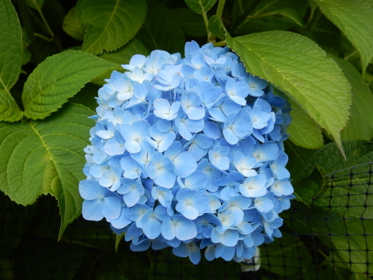 ’19,6,3(月)ご近所の紫陽花巡り散歩!_f0060461_11045044.jpg