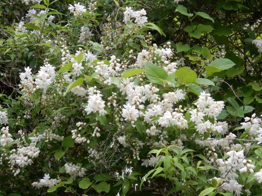 ’19,6,3(月)ご近所の紫陽花巡り散歩!_f0060461_11055779.jpg