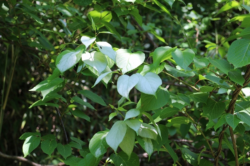 b0044663_07022731.jpg