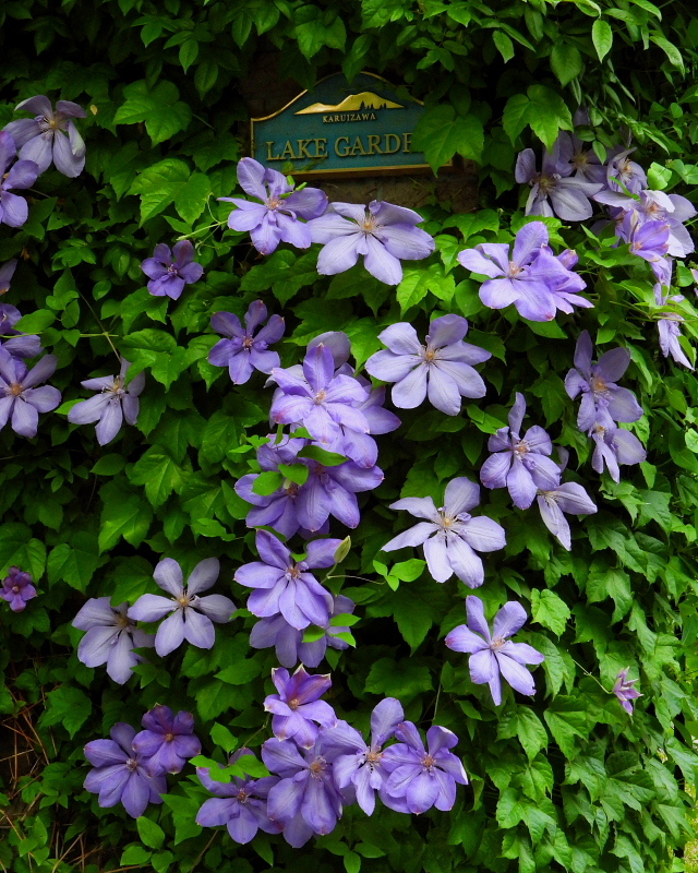 c0305565_17434156.jpg