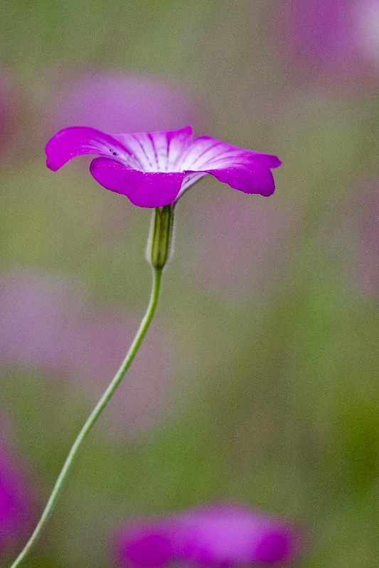 e0071967_15364825.jpg