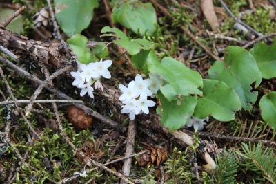 春の森_c0353373_21531521.jpg