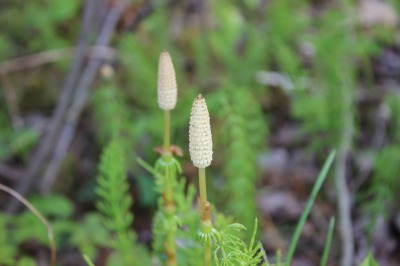 春の森_c0353373_21533547.jpg