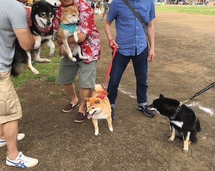 犬だらけの日 アトリエkotori のほほん柴犬日和 犬だらけの日 アトリエkotori のほほん柴犬日和