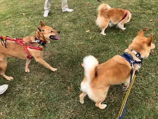 心深ちゃんと公園にて&#127925;_b0377882_10424488.jpg