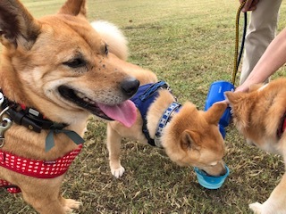 心深ちゃんと公園にて&#127925;_b0377882_10461294.jpg