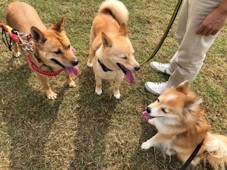 心深ちゃんと公園にて&#127925;_b0377882_10490853.jpg