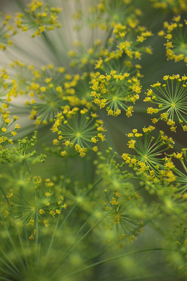 ディルの花 ふたつの庭