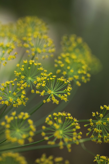 ディルの花 ふたつの庭