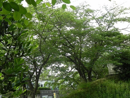 c0152002_08435563.jpg