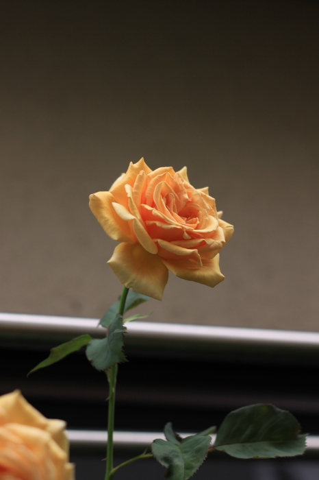 d0248502_02435951.jpg