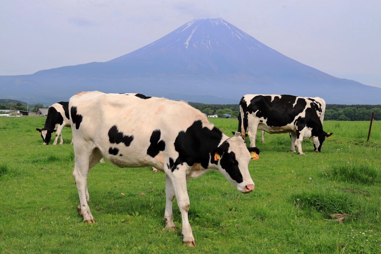 朝霧高原の牛さん 富士山大好き 写真は最高