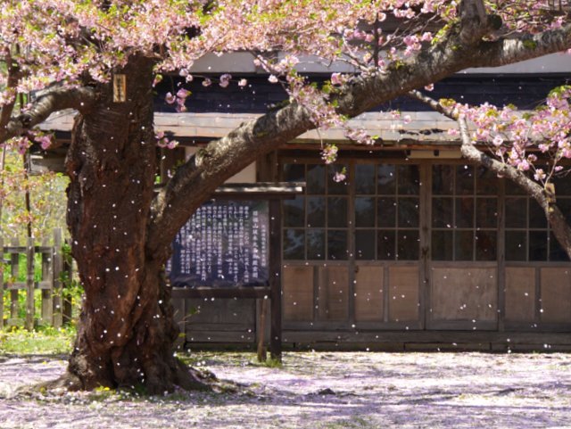 道南の桜名所めぐり(函館市、森町、松前町）_a0345007_17560569.jpg