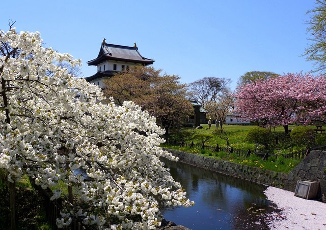 道南の桜名所めぐり(函館市、森町、松前町）_a0345007_18005688.jpg