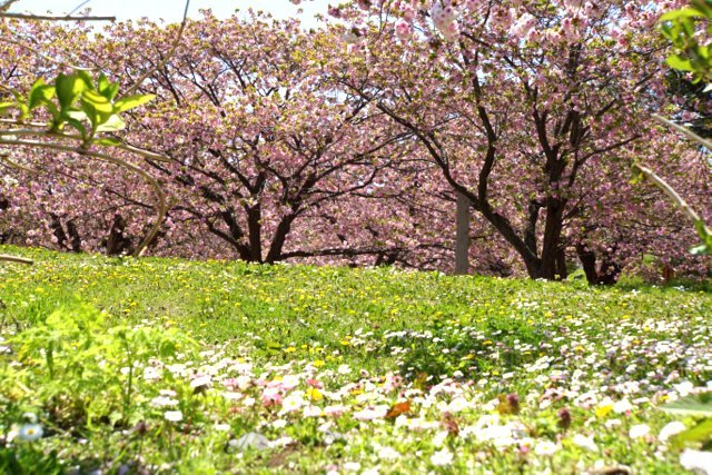 道南の桜名所めぐり(函館市、森町、松前町）_a0345007_18023994.jpg