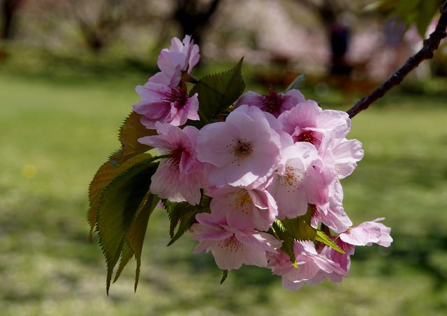 道南の桜名所めぐり(函館市、森町、松前町）_a0345007_18051609.jpg