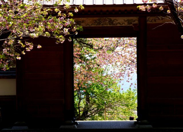 道南の桜名所めぐり(函館市、森町、松前町）_a0345007_18082868.jpg