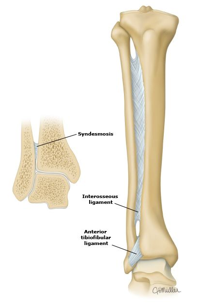 靭帯 前 脛 腓 【医師執筆】靱帯損傷を早く治すためのオススメ治療法を解説