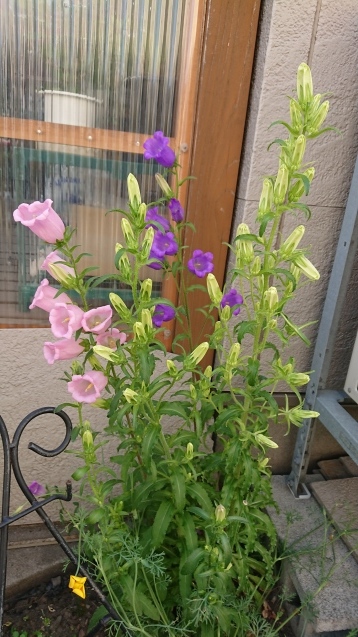 b0035611_20100816.jpg