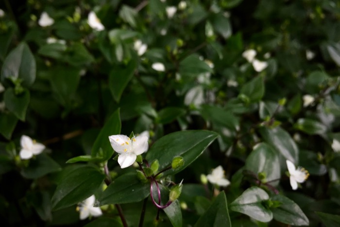 夏の白花グラウンドカバー トキワツユクサ 常盤露草 世話要らずの庭