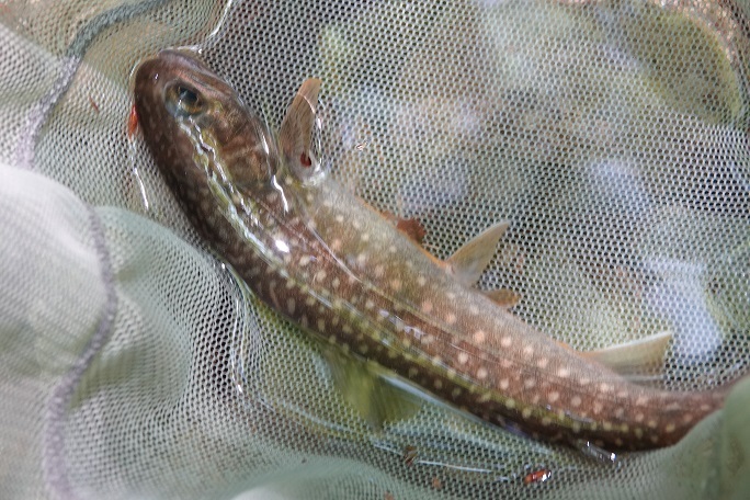 アヤメ咲くイワナ渓 きのこ 花 イワナ遊悠学 アヤメ咲くイワナ渓 きのこ 花 イワナ遊悠学