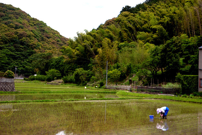 田植えのころ_d0072720_07292505.jpg