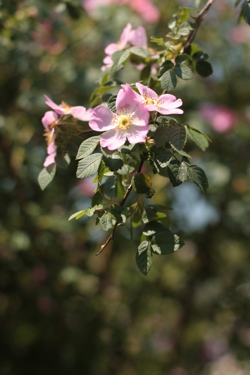b0368629_20451824.jpg