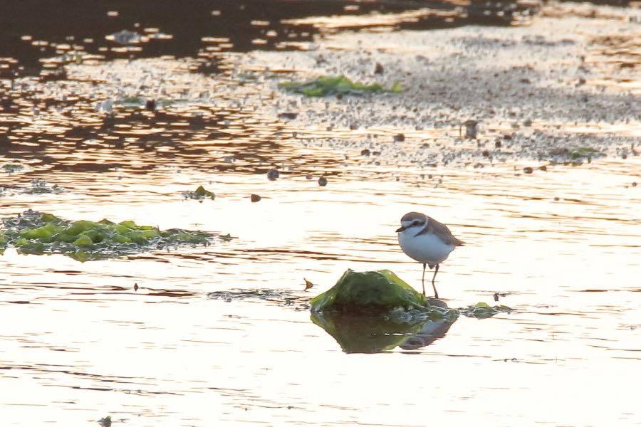 水に浮かぶ鳥はますます少なく 四十雀の欣幸 野鳥写真日記 水に浮かぶ鳥はますます少なく 四十雀の欣幸 野鳥写真日記