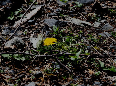 2019年6月上旬　長野県　クモマツマキチョウ雄、吸蜜初撮り。_c0353632_08112149.jpg