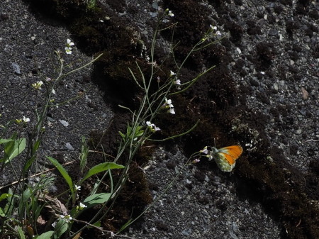 2019年6月上旬　長野県　クモマツマキチョウ雄、吸蜜初撮り。_c0353632_08200179.jpg