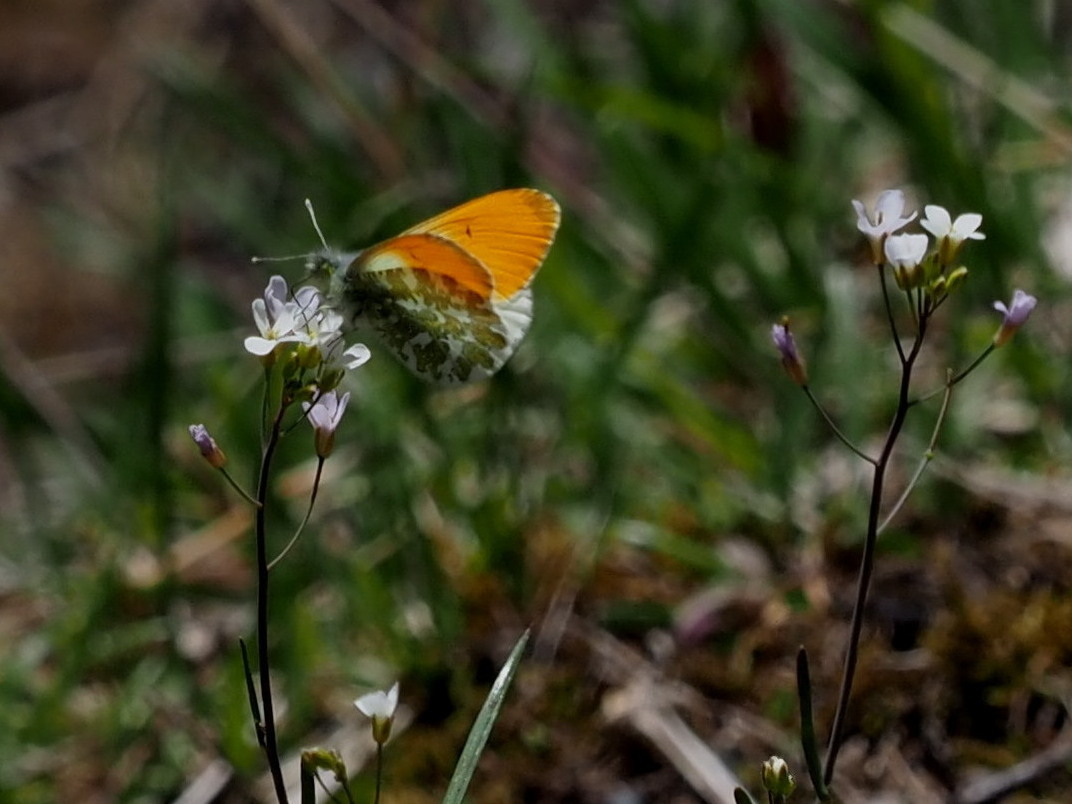 2019年6月上旬　長野県　クモマツマキチョウ雄、吸蜜初撮り。_c0353632_08261634.jpg