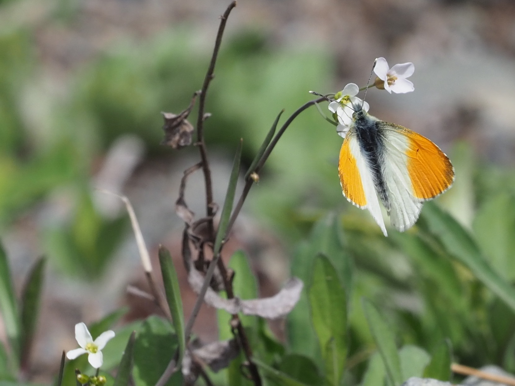 2019年6月上旬　長野県　クモマツマキチョウ雄、吸蜜初撮り。_c0353632_08263726.jpg