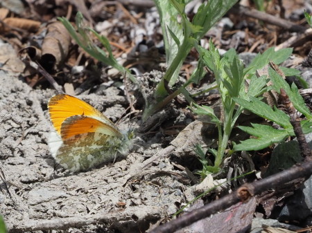 2019年6月上旬　長野県　クモマツマキチョウ雄、吸蜜初撮り。_c0353632_08265640.jpg