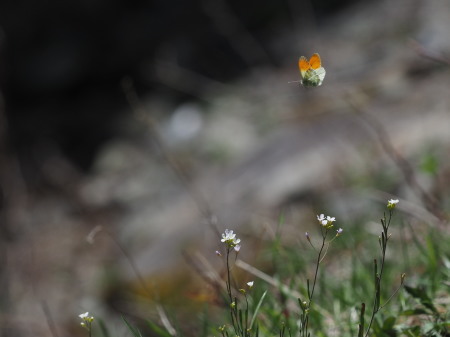 2019年6月上旬　長野県　クモマツマキチョウ雄、吸蜜初撮り。_c0353632_08282019.jpg