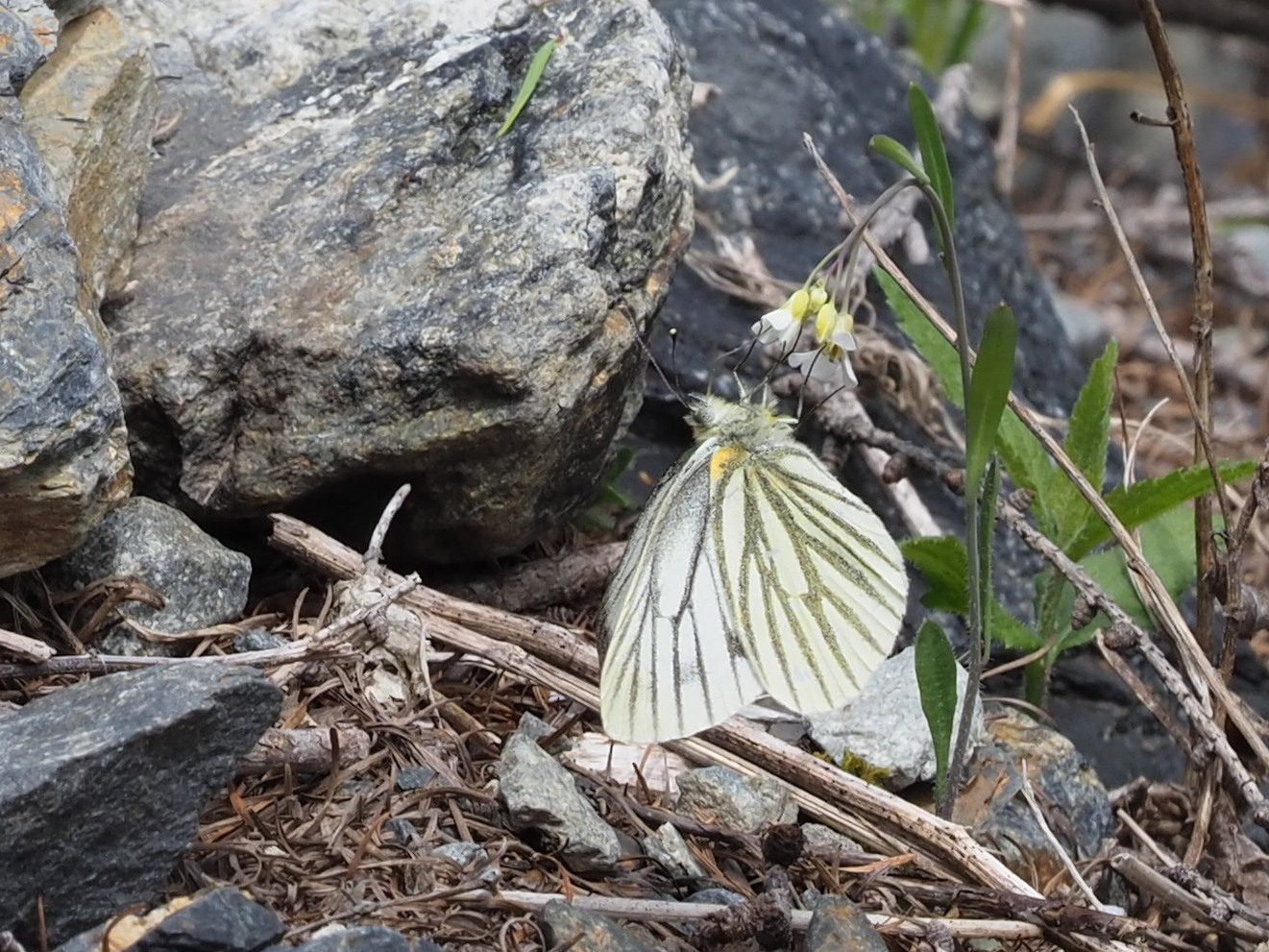 2019年6月上旬　長野県　クモマツマキチョウ雄、吸蜜初撮り。_c0353632_08333305.jpg