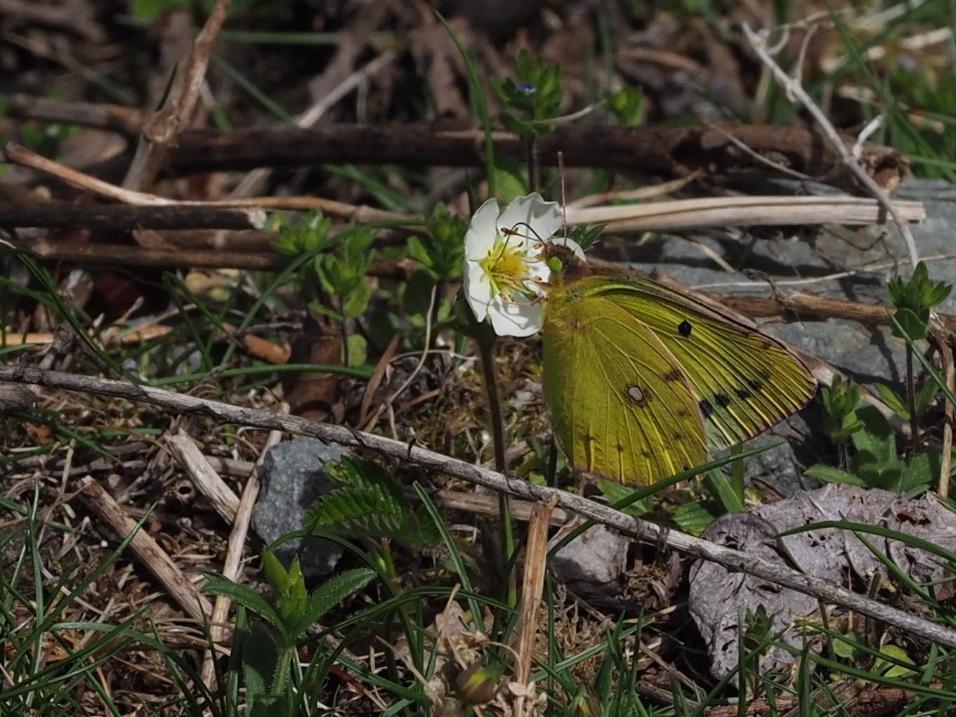 2019年6月上旬　長野県　クモマツマキチョウ雄、吸蜜初撮り。_c0353632_08343023.jpg