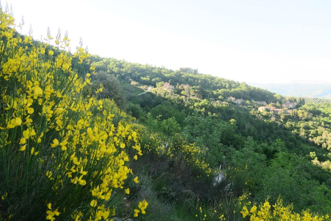 野の花とバラ咲く山で散歩・草刈り、ペルージャ テッツィオ山_f0234936_1463054.jpg